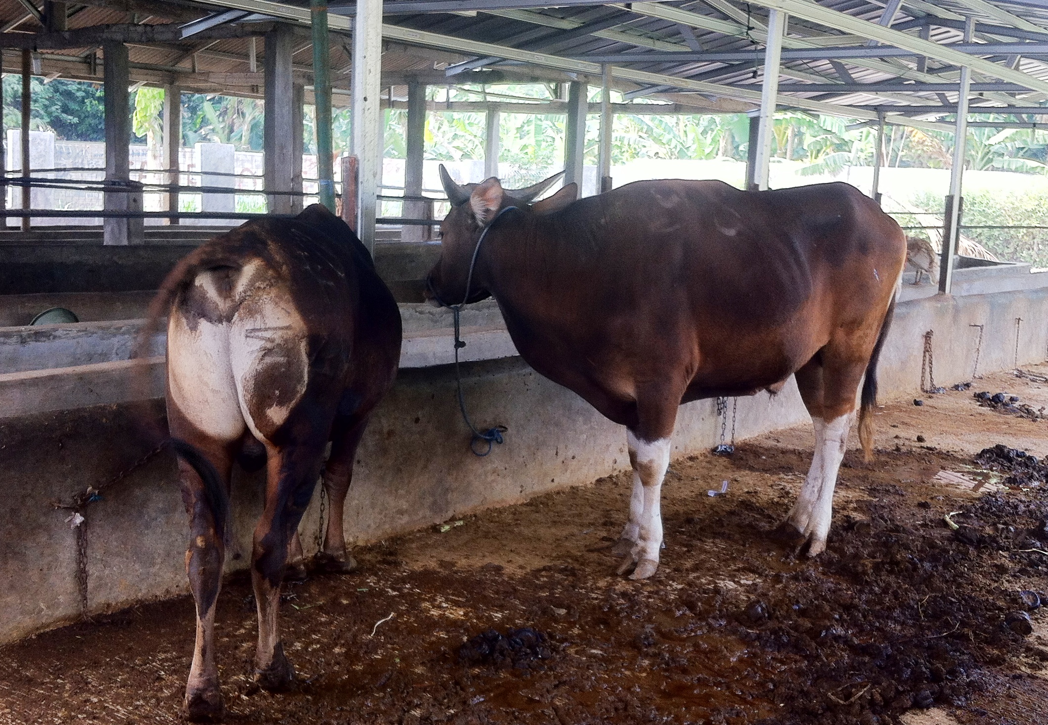 Makna Berqurban Di hari Raya Idul Adha