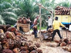 Petani Sawit di Aceh Singkil Tersenyum Harga Per Kilogram Tembus Rp 1.730