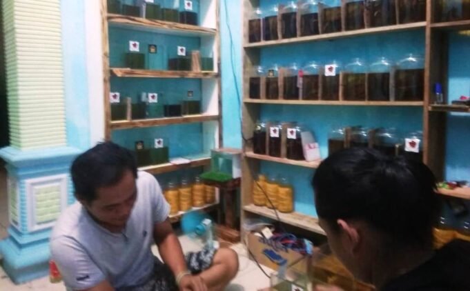 Bisnis Ikan Cupang Hias Sangat Menggiurkan