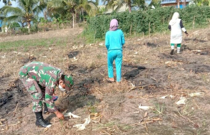 Babinsa Posramil Semadam Bantu Warga Tanam Jagung