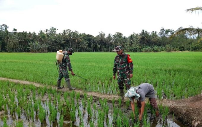 Babisan Koramil 10 / Lolowau Kodim 0213 Nias Mendampingin Masyarakat Poktan Mandiri Pada Penyemprotan Hama Wereng di Desa Sisara Hili Ekholo