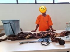 Bawa Kulit Harimau, Seorang Warga Kuansing Diamankan Polisi