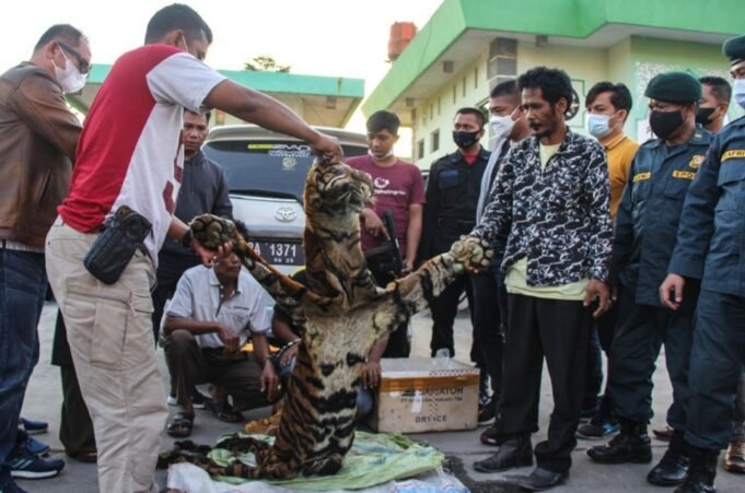 4 Pelaku Penjual Panthera Tigris Sumatera di Tangkap Tim Gabungan Subdit IV Krimsus Bersama Petugas BKSDA Riau