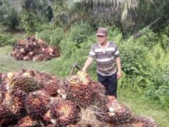 Harga Sawit Tembus Rp 2000 Per Kilo, ini Rekor Tertinggi Sejak 20 Tahun belakangan