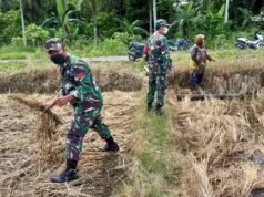 Personil Babinsa Koramil 10/Lolowau Melaksanakan Pendampingan Ketahanan Pangan di Poktan Sehati Desa Amuri Nias Selatan