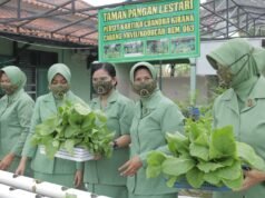 Peduli Ketahanan Pangan, Persit KCK Cabang XXVII, Kodim 0616/Indramayu, Laksanakan Panen Sawi