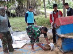 Selalu Hadir Untuk Meringankan Beban Warganya, Babinsa Bantu Petani Menggiling Padi