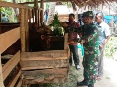 Wujud Kedekatan TNI dengan Rakyat, Babinsa Dampingi Peternak Sapi