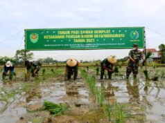 Penuhi Ketersediaan Pangan di Masa Pandemi, Kodim 0616/Imy Tanam Padi