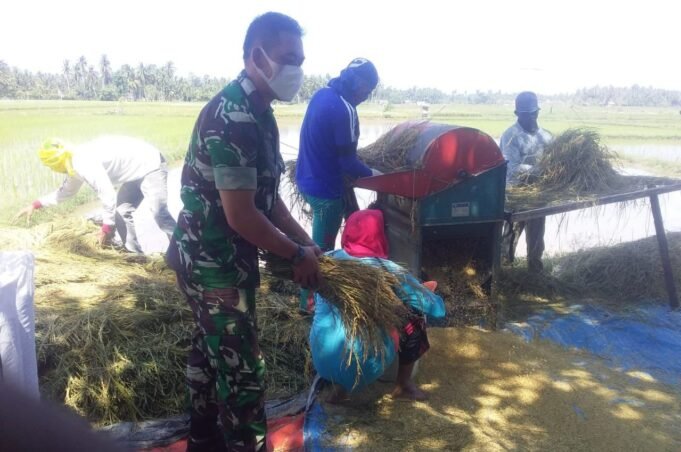 Memasuki Musim Panen,TNI Bantu Warga Merontokan Padi Disawah
