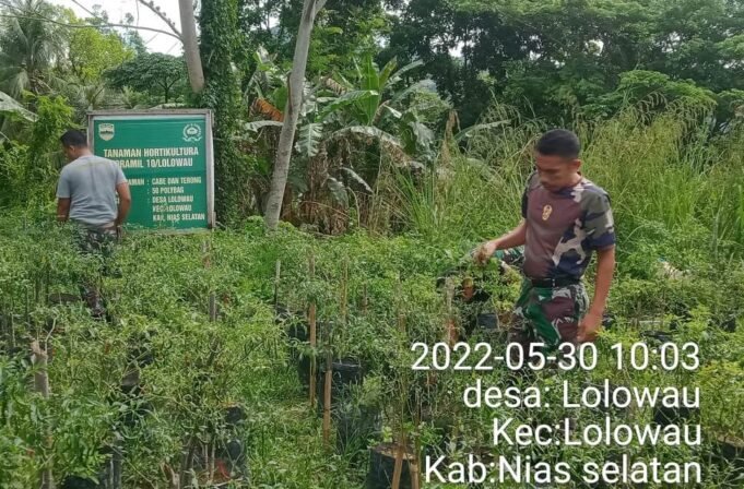 Antispasi Kenaikan Harga Ketahanan Pangan, Koramil 10/Lolowau Gencar Melaksanakan Ketahanan Pangan Demplot Tanaman Cabe