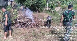 Antisipasi Kenaikan Harga Ketahanan Pangan, Koramil 10/Lolowau Gencar Melaksanakan Ketahanan Pangan Demplot Tanaman Jagung