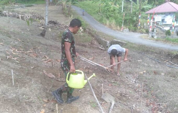 Koramil 10/Lolowau Melaksanakan Pembersihan dan Pemeliharaan Lahan Jagung Serentak