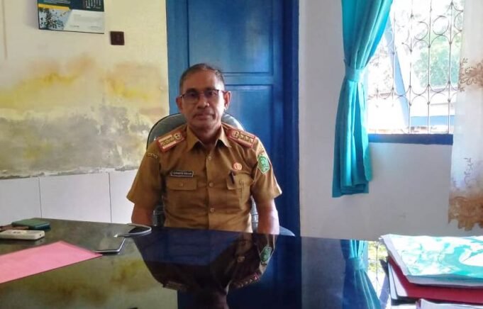 Pohon Trambesi Rawan Tumbang Karena Faktor Usia, Pemkab Konawe Siapkan Dua Ribu Bibit Ketapang Kencana