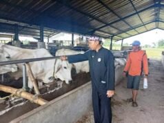 Cegah PMK, Camat Kedokan Bunder Keluar Masuk Kandang Ternak