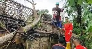 Rumah Roboh dan Tertimpa Pohon, Hujan Angin Kembali Terjang Wilayah Madiun