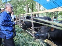Momen HUT Konawe Ke 63, KSK Sukses Implementasikan Program Sejuta Sapi dengan Gelar Panen Pedet