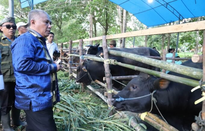 Momen HUT Konawe Ke 63, KSK Sukses Implementasikan Program Sejuta Sapi dengan Gelar Panen Pedet
