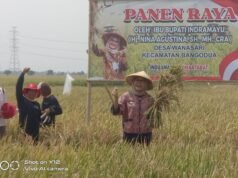 Bupati Indramayu Gelar Panen Raya dan Pembinaan Kelompok Tani di Desa Wanasari