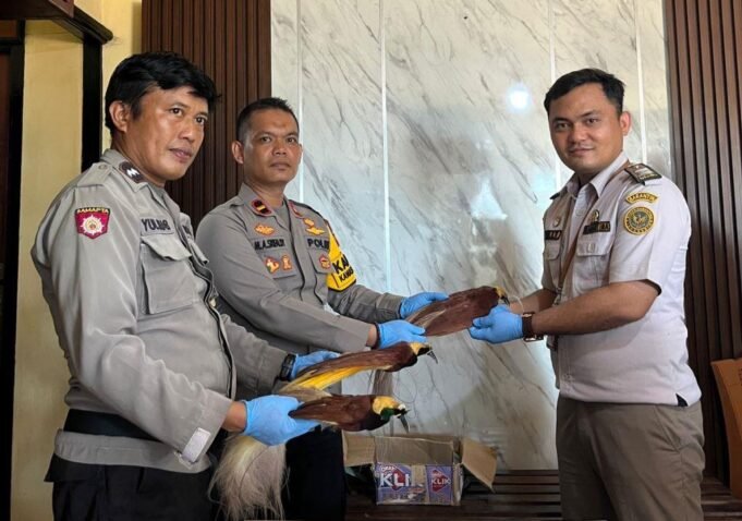 Awetan Cenderawasih Berhasil Ditahan Saat Pengawasan Kapal KM Tatamailau