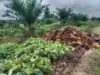 PTPN IV Regional I Kebun Gunung Manako Diduga Banyak Menuai Masalah