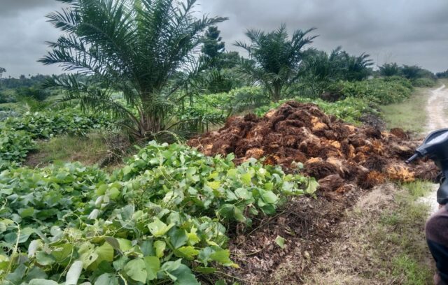 PTPN 4 Regional 1 Kebun Gunung Manako Diduga Banyak Menuai Masalah