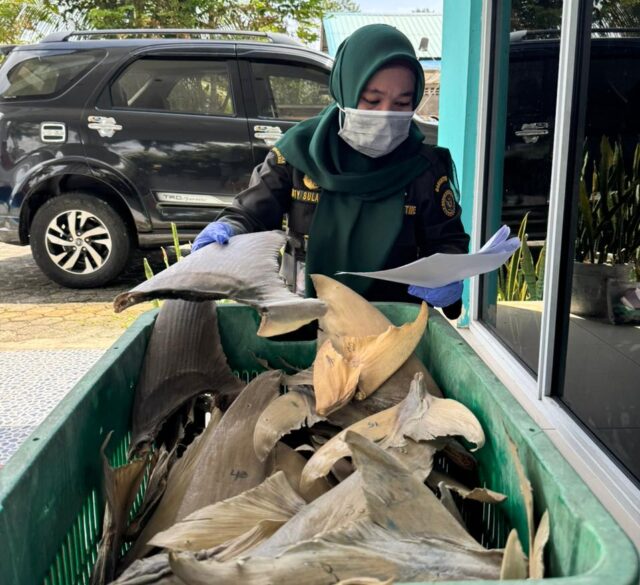 Bebas HPIK, Sirip Ikan Hiu Diterbitkan Sertifikat Kesehatan