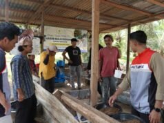 Inovasi Pakan Mandiri Rizky Dongkrak Omzet Pokdakan Lele Sei Manasib Jadi Rp32 Juta