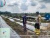 Polsek Mandau Cek Lahan Jagung 2 Hektar di Air Kulim, Dukung Program 1 Juta Hektar Polri
