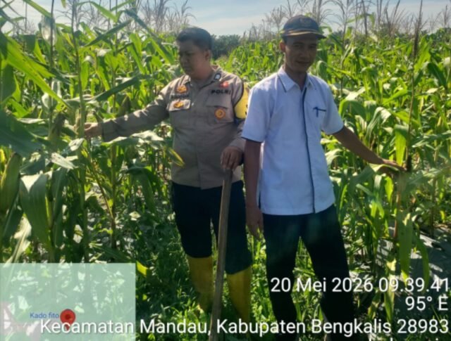 Polsek Mandau Cek Persiapan Panen Jagung 2 Hektar di Air Kulim, Dukung Program 1 Juta Hektar Polri