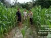 Polsek Mandau Garap 2 Hektare Lahan di Harapan Baru, Dukung Program 1 Juta Hektare Jagung