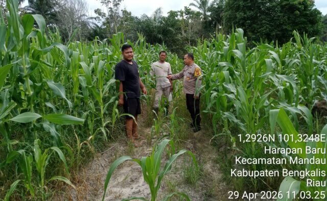 Polsek Mandau Garap 2 Hektare Lahan di Harapan Baru, Dukung Program 1 Juta Hektare Jagung