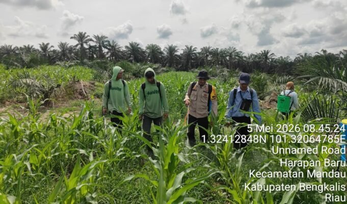 Polsek Mandau Lanjutkan Pengelolaan Lahan Jagung, Fokus Perawatan dan Pengendalian Gulma