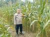 Polsek Mandau Pantau Lahan Jagung 2 Hektar di Harapan Baru, Panen Ditarget Juni 2026
