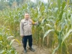 Polsek Mandau Pantau Lahan Jagung 2 Hektar di Harapan Baru, Panen Ditarget Juni 2026