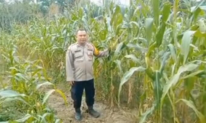Polsek Mandau Pantau Lahan Jagung 2 Hektar di Harapan Baru, Panen Ditarget Juni 2026