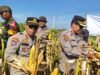 Kapolsek Mandau Pimpin Panen Jagung di Desa Air Kulim Duri