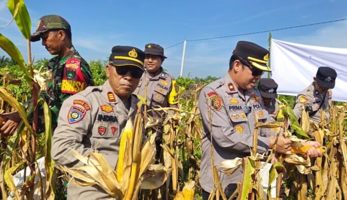 Kapolsek Mandau Pimpin Panen Jagung di Desa Air Kulim Duri