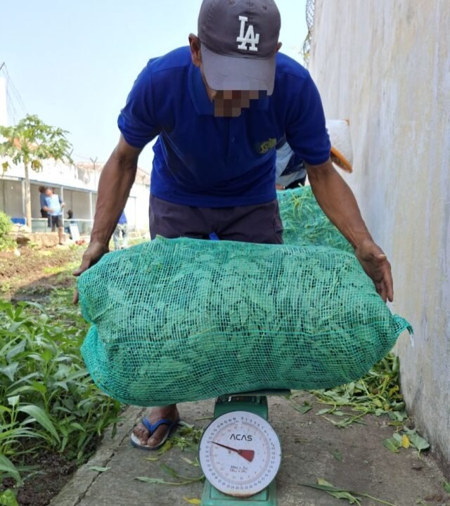 Optimalkan Lahan Produktif, Lapas Indramayu Hasilkan Puluhan Kilogram Kangkung Setiap Minggu