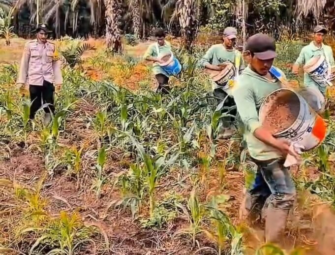 Polsek Mandau Monitoring Pemupukan Tanaman Jagung Pipil di Dusun Tanjung Sari