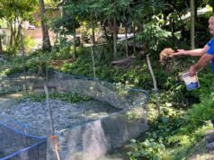 Warga Minas Rajut Kemandirian Ekonomi Lewat Budidaya Lele