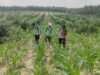 Polsek Mandau Dampingi Kelompok Tani Rawat Jagung Pipil di Desa Bathin Betuah, Dukung Ketahanan Pangan