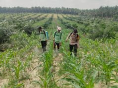 Polsek Mandau Dampingi Kelompok Tani Rawat Jagung Pipil di Desa Bathin Betuah, Dukung Ketahanan Pangan