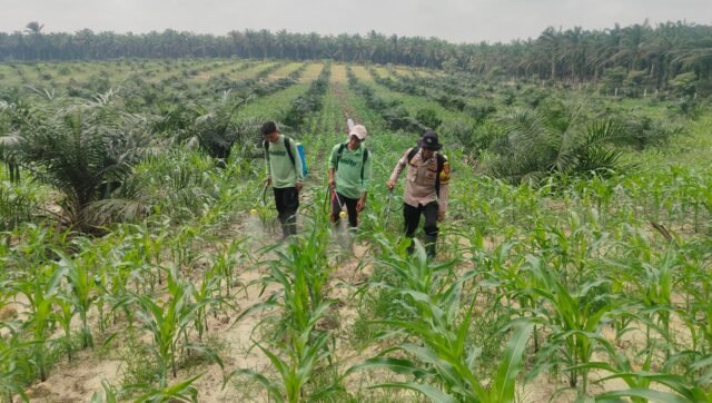 Polsek Mandau Dampingi Kelompok Tani Rawat Jagung Pipil di Desa Bathin Betuah