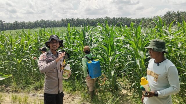 Bhabinkamtibmas Dampingi Kelompok Tani Cek Perkembangan Jagung Pipil 6 Ha di Bathin Betuah