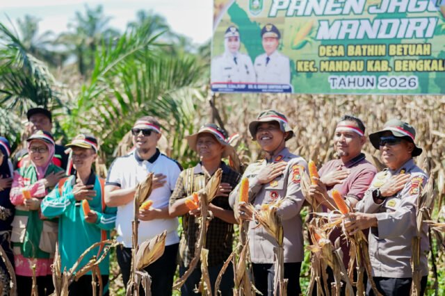 Pemerintah dan Aparat Kompak Panen Raya Jagung di Bathin Betuah Dukung Ketahanan Pangan