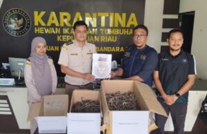 Disamarkan sebagai Makanan Ringan, 1.728 Kuda Laut Kering Digagalkan di Bandara RHF