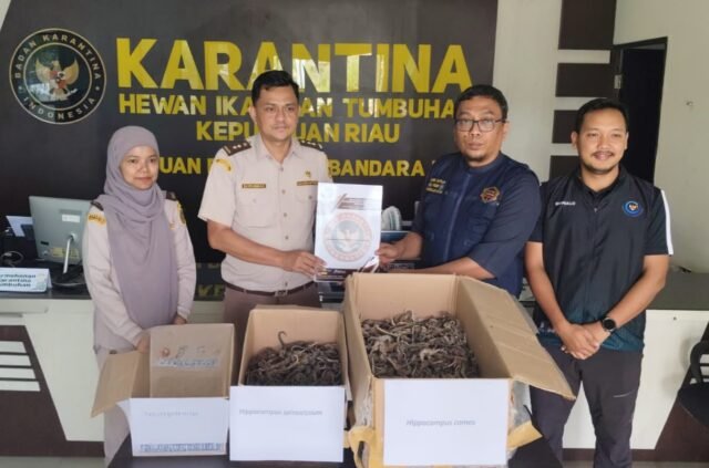 Disamarkan sebagai Makanan Ringan, 1.728 Kuda Laut Kering Digagalkan di Bandara RHF